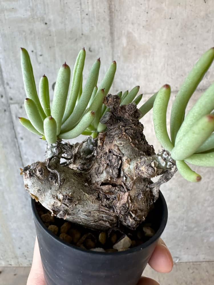 【現品限り】チレコドン・ペアルソニー 2年近く管理 発根済み【B33】 Tylecodon pearsonii