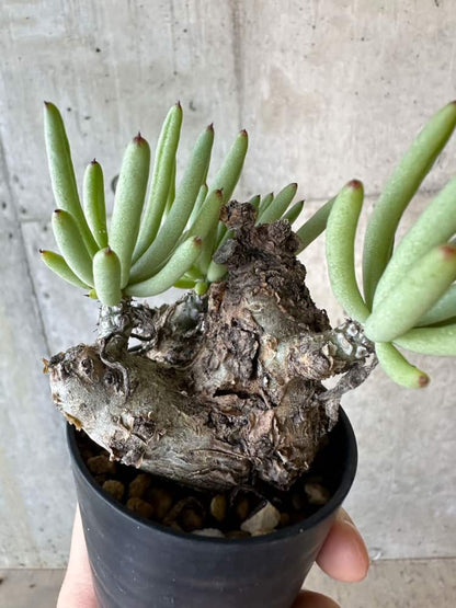 【現品限り】チレコドン・ペアルソニー 2年近く管理 発根済み【B33】 Tylecodon pearsonii