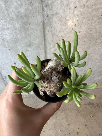 【現品限り】チレコドン・ペアルソニー 2年近く管理 発根済み【B33】 Tylecodon pearsonii