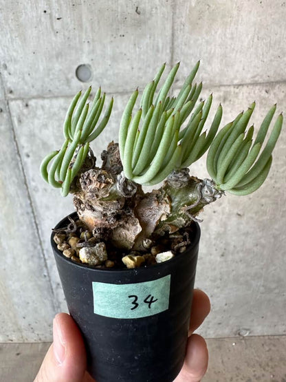 【現品限り】チレコドン・ペアルソニー 2年近く管理 発根済み【B34】 Tylecodon pearsonii