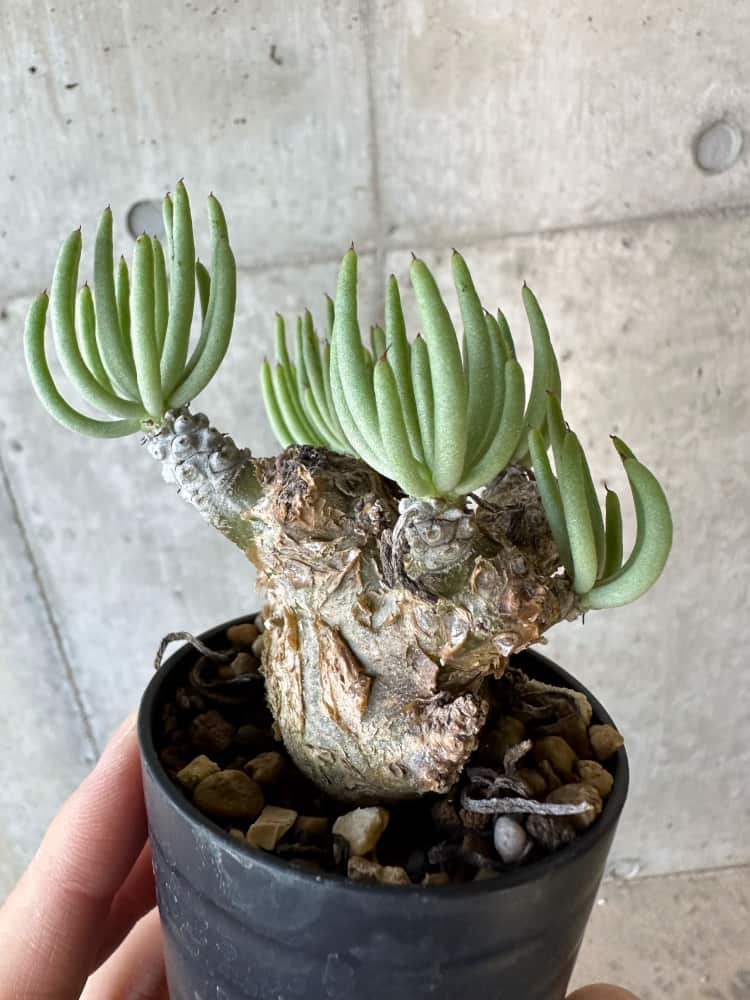 【現品限り】チレコドン・ペアルソニー 2年近く管理 発根済み【B34】 Tylecodon pearsonii