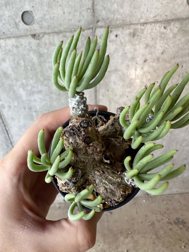 【現品限り】チレコドン・ペアルソニー 2年近く管理 発根済み【B34】 Tylecodon pearsonii