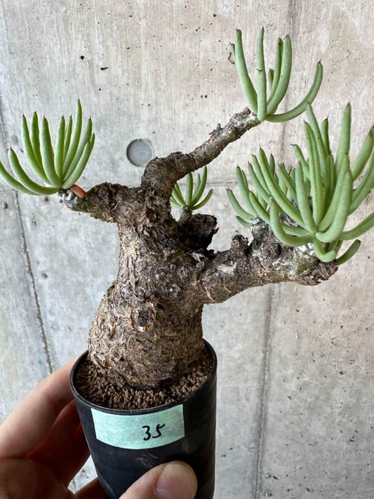 【現品限り】チレコドン・ペアルソニー 2年近く管理 発根済み 3枚目凹みあり。生育には影響なし【B35】