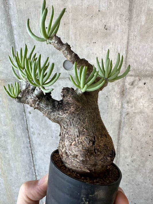 【現品限り】チレコドン・ペアルソニー 2年近く管理 発根済み 3枚目凹みあり。生育には影響なし【B35】