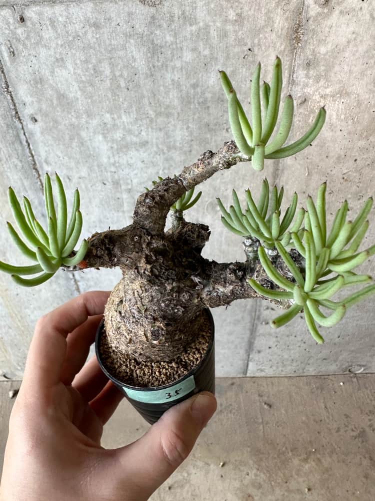 【現品限り】チレコドン・ペアルソニー 2年近く管理 発根済み 3枚目凹みあり。生育には影響なし【B35】