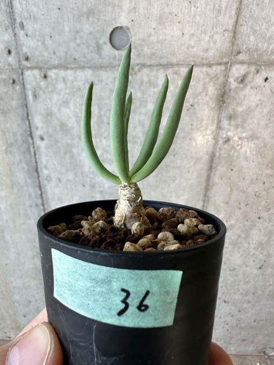 【現品限り】チレコドン・フィロポディウム【B36】 Tylecodon reticulatus ssp phyllopodium