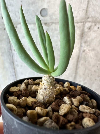 【現品限り】チレコドン・フィロポディウム【B36】 Tylecodon reticulatus ssp phyllopodium
