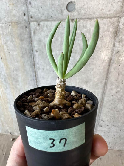 【現品限り】チレコドン・フィロポディウム【B37】 Tylecodon reticulatus ssp phyllopodium