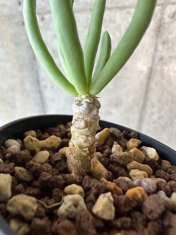 【現品限り】チレコドン・フィロポディウム【B37】 Tylecodon reticulatus ssp phyllopodium