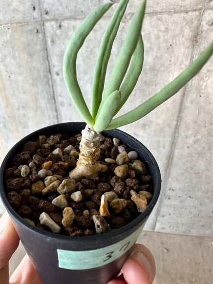 【現品限り】チレコドン・フィロポディウム【B37】 Tylecodon reticulatus ssp phyllopodium