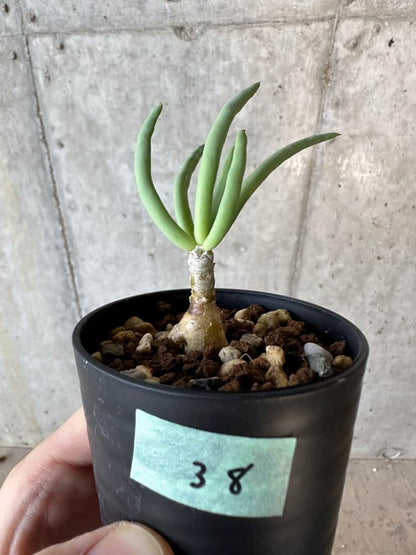 【現品限り】チレコドン・フィロポディウム【B38】 Tylecodon reticulatus ssp phyllopodium