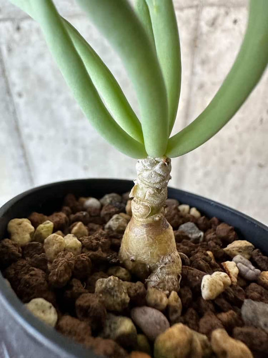 【現品限り】チレコドン・フィロポディウム【B38】 Tylecodon reticulatus ssp phyllopodium