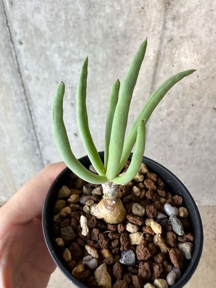 【現品限り】チレコドン・フィロポディウム【B38】 Tylecodon reticulatus ssp phyllopodium