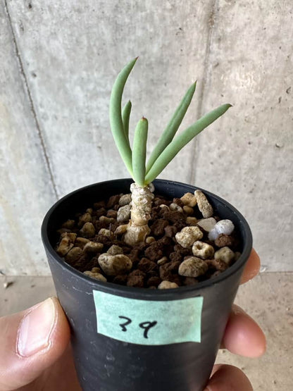【現品限り】チレコドン・フィロポディウム【B39】 Tylecodon reticulatus ssp phyllopodium