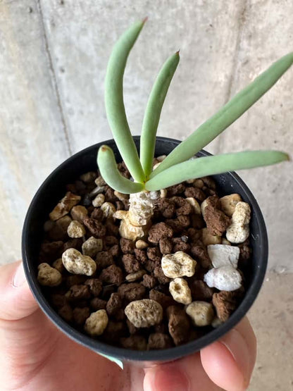 【現品限り】チレコドン・フィロポディウム【B39】 Tylecodon reticulatus ssp phyllopodium