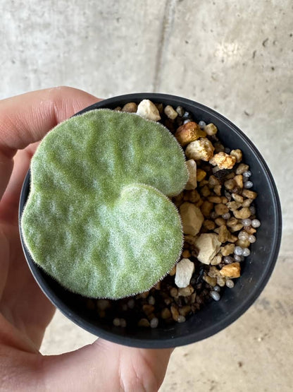 【現品限り】チレコドン・シングラリス【B3】 Tylecodon singularis