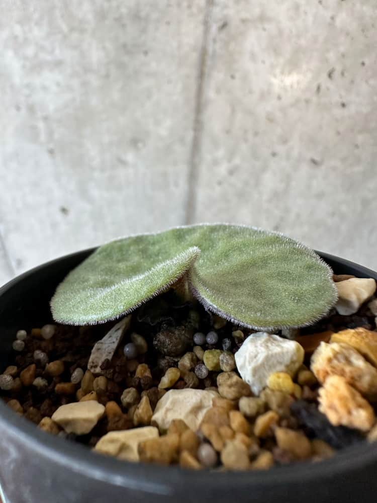 【現品限り】チレコドン・シングラリス【B3】 Tylecodon singularis