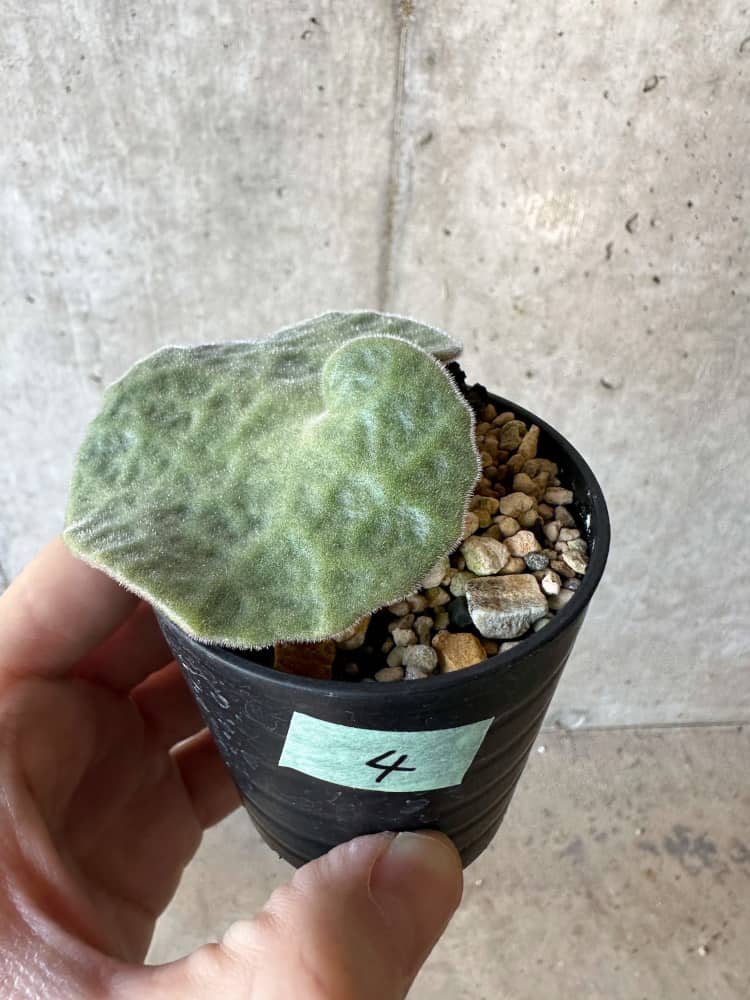 【現品限り】チレコドン・シングラリス【B4】 Tylecodon singularis