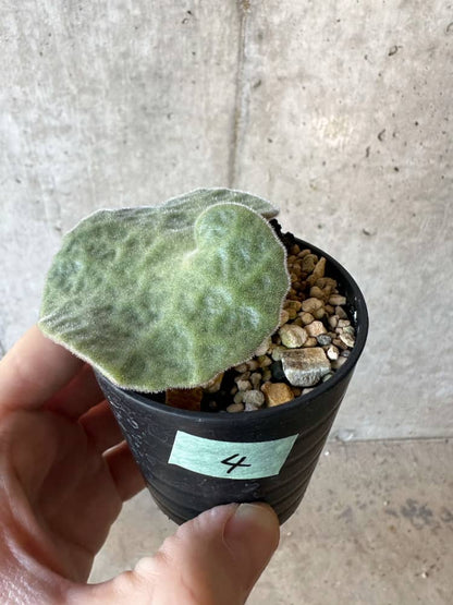 【現品限り】チレコドン・シングラリス【B4】 Tylecodon singularis