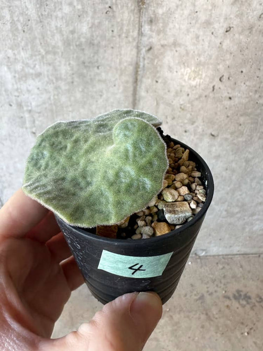 【現品限り】チレコドン・シングラリス【B4】 Tylecodon singularis