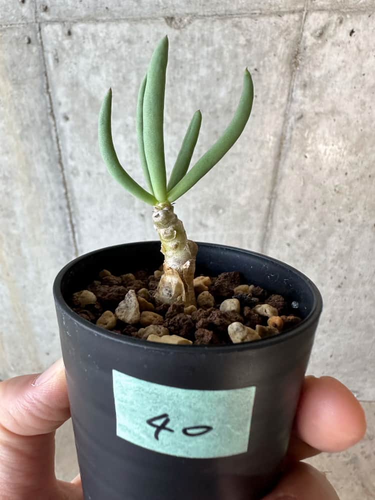 【現品限り】チレコドン・フィロポディウム【B40】 Tylecodon reticulatus ssp phyllopodium