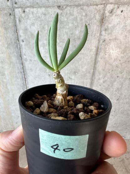 【現品限り】チレコドン・フィロポディウム【B40】 Tylecodon reticulatus ssp phyllopodium