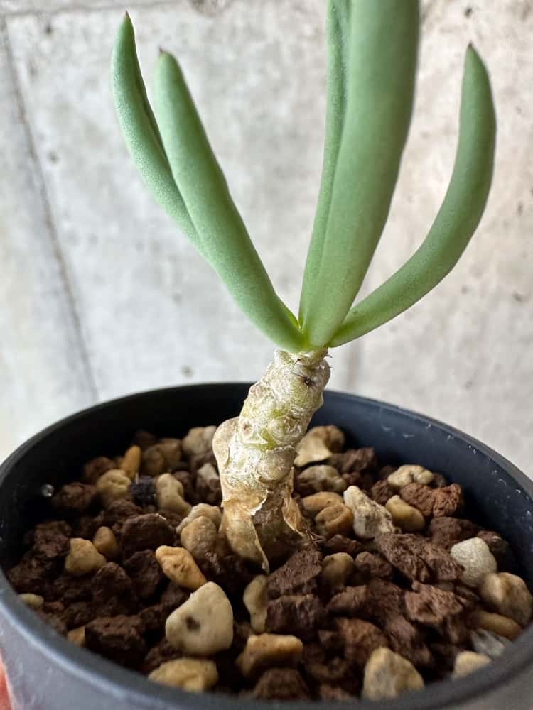 【現品限り】チレコドン・フィロポディウム【B40】 Tylecodon reticulatus ssp phyllopodium