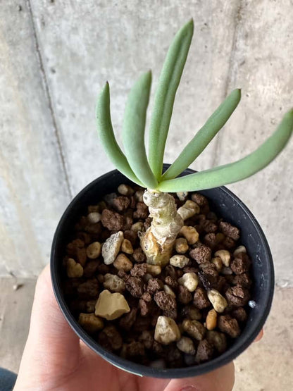 【現品限り】チレコドン・フィロポディウム【B40】 Tylecodon reticulatus ssp phyllopodium