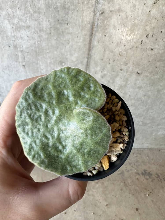 【現品限り】チレコドン・シングラリス【B4】 Tylecodon singularis