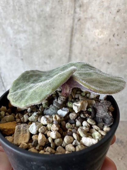 【現品限り】チレコドン・シングラリス【B4】 Tylecodon singularis