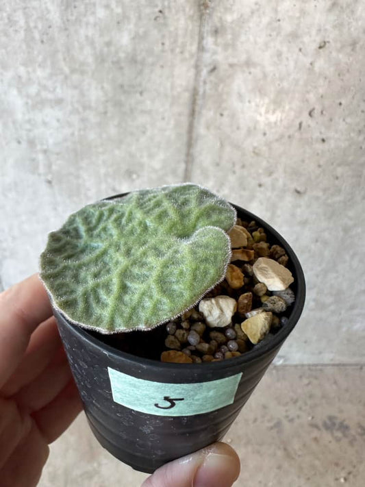 【現品限り】チレコドン・シングラリス【B5】 Tylecodon singularis