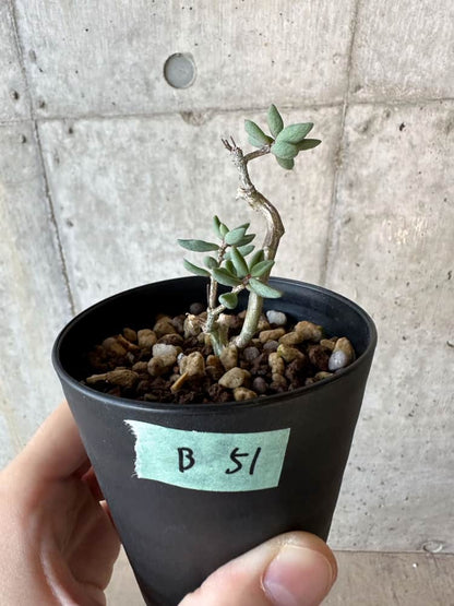 【現品限り】チレコドン・シミリス【B51】 Tylecodon similis