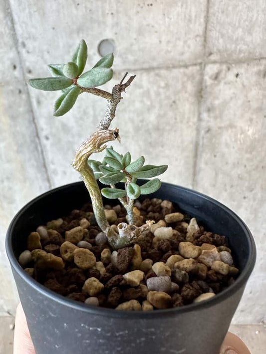 【現品限り】チレコドン・シミリス【B51】 Tylecodon similis