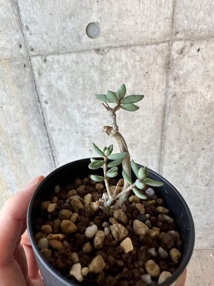 【現品限り】チレコドン・シミリス【B51】 Tylecodon similis