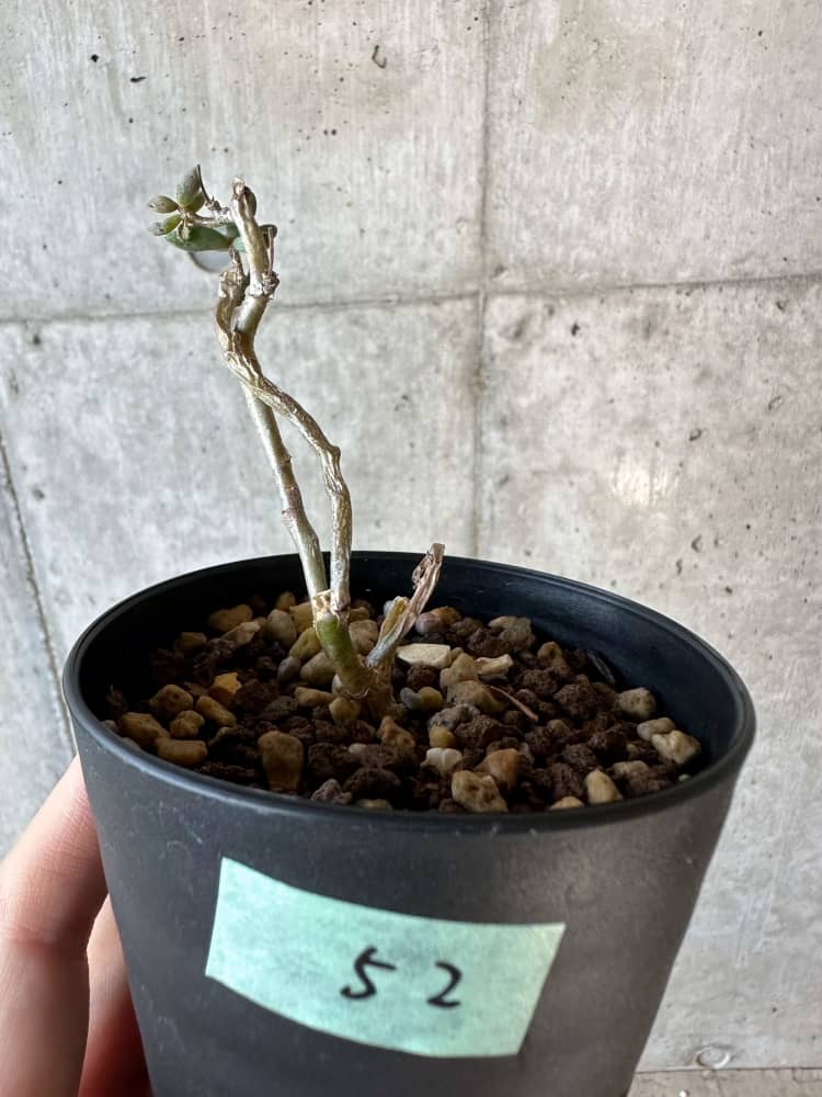 【現品限り】チレコドン・シミリス【B52】 Tylecodon similis