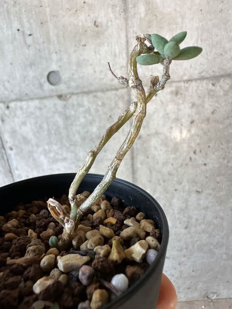 現品限り】チレコドン・シミリス【B52】 Tylecodon similis 塊根植物