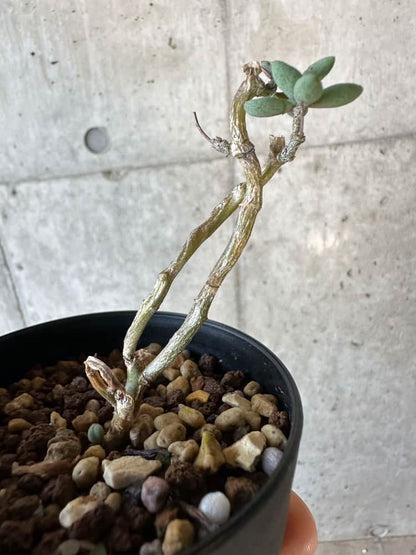 【現品限り】チレコドン・シミリス【B52】 Tylecodon similis