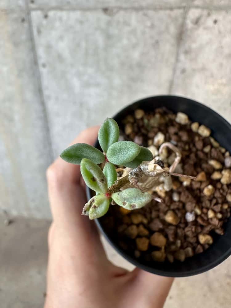 【現品限り】チレコドン・シミリス【B52】 Tylecodon similis