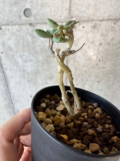 【現品限り】チレコドン・シミリス【B52】 Tylecodon similis