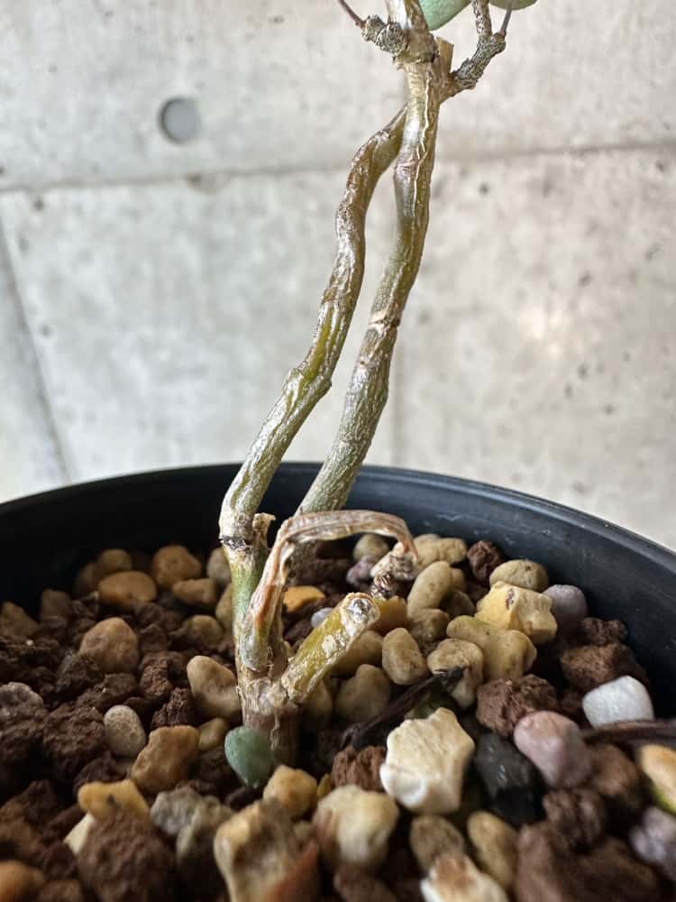 2株 珍奇植物チチレコドン シミリス コーデックス多肉植物 冬型根塊植物 発芽済 現品限り】チレコドン・シミリス【B52】 Tylecodon similis 塊根植物