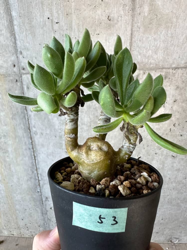 【現品限り】チレコドン・レウコスリクス【B53】 Tylecodon leucothrix