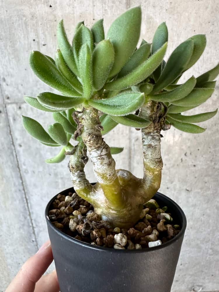 【現品限り】チレコドン・レウコスリクス【B53】 Tylecodon leucothrix