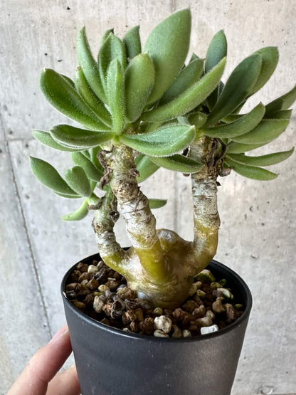 【現品限り】チレコドン・レウコスリクス【B53】 Tylecodon leucothrix