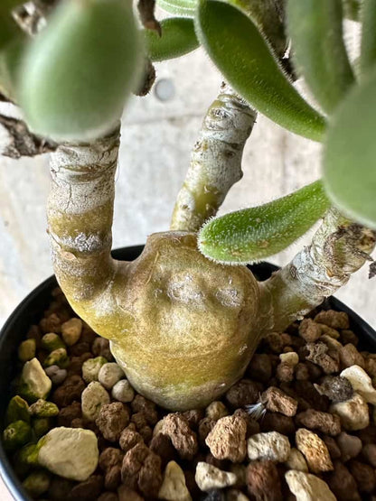 【現品限り】チレコドン・レウコスリクス【B53】 Tylecodon leucothrix