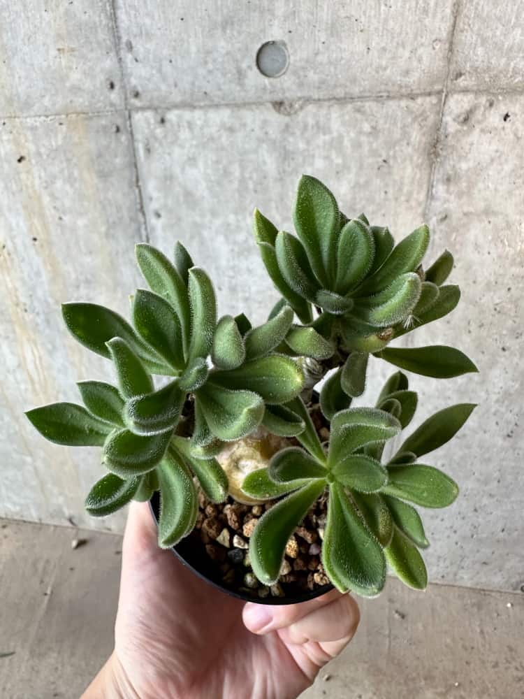 【現品限り】チレコドン・レウコスリクス【B53】 Tylecodon leucothrix