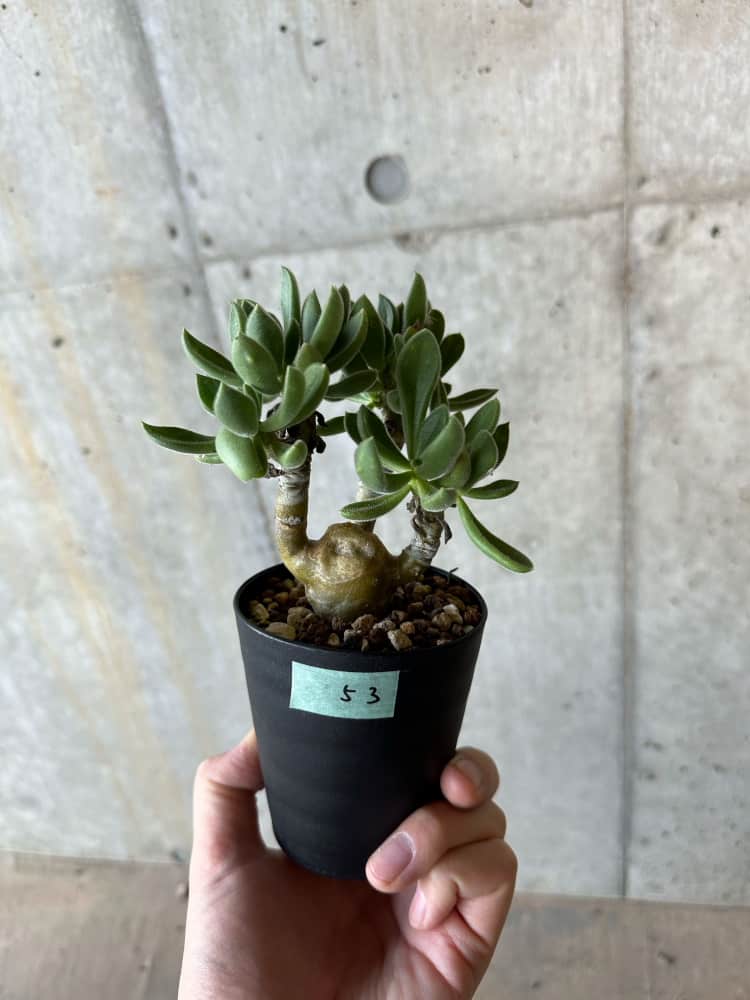 【現品限り】チレコドン・レウコスリクス【B53】 Tylecodon leucothrix