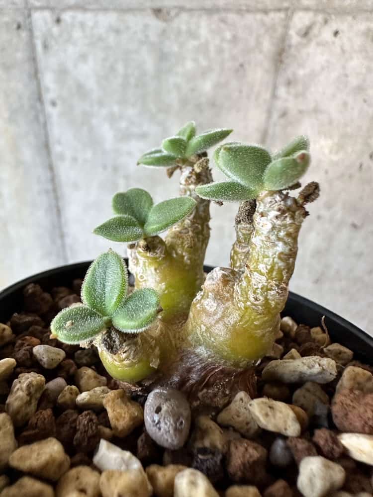 【現品限り】チレコドン・レウコスリクス【B54】 Tylecodon leucothrix