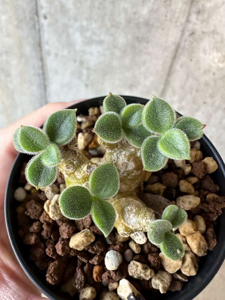 【現品限り】チレコドン・レウコスリクス【B54】 Tylecodon leucothrix