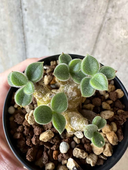 【現品限り】チレコドン・レウコスリクス【B54】 Tylecodon leucothrix