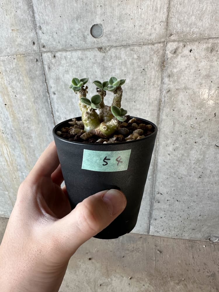 【現品限り】チレコドン・レウコスリクス【B54】 Tylecodon leucothrix